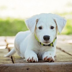 What To Expect When You Bring Home A Puppy (Week 9 – 12)